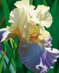 Kauai's Tropical Beauty